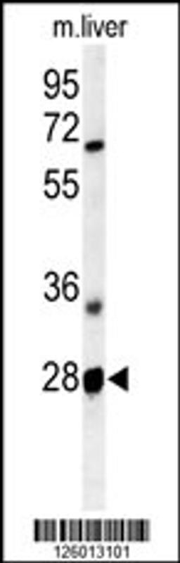 Western blot analysis of RTP2 Antibody in mouse liver tissue lysates (35ug/lane)