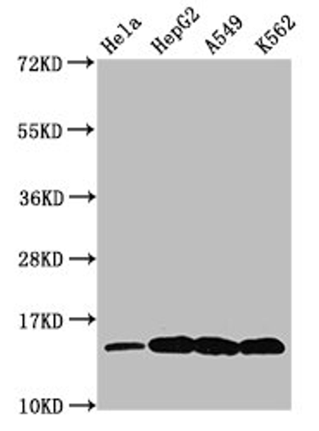 Western Blot. Positive WB detected in: Hela whole cell lysate, HepG2 whole cell lysate, A549 whole cell lysate, K562 whole cell lysate (All treated by 30mM sodium butyrate for 4h). All lanes: H2AFZ antibody at 0.48µg/ml. Secondary. Goat polyclonal to rabbit IgG at 1/50000 dilution. Predicted band size: 14 kDa. Observed band size: 14 kDa