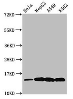 Western Blot. Positive WB detected in: Hela whole cell lysate, HepG2 whole cell lysate, A549 whole cell lysate, K562 whole cell lysate (All treated by 30mM sodium butyrate for 4h). All lanes: H2AFZ antibody at 0.48µg/ml. Secondary. Goat polyclonal to rabbit IgG at 1/50000 dilution. Predicted band size: 14 kDa. Observed band size: 14 kDa
