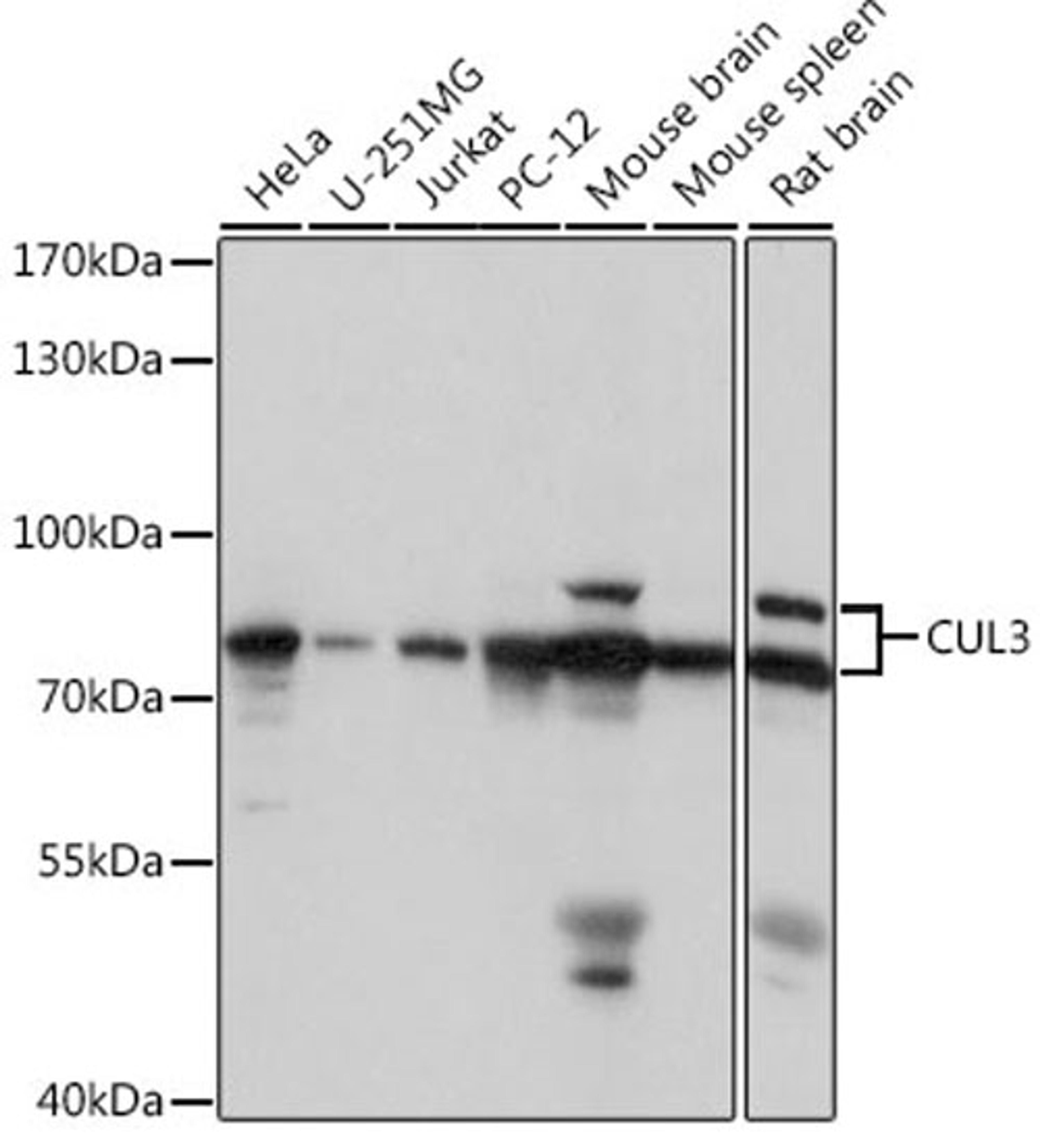 Western blot - CUL3 antibody (A16455)