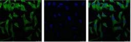 IF analysis of Hela with antibody (Left) and DAPI (Right) diluted at 1:100.