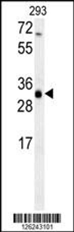 Western blot analysis in 293 cell line lysates (35ug/lane).