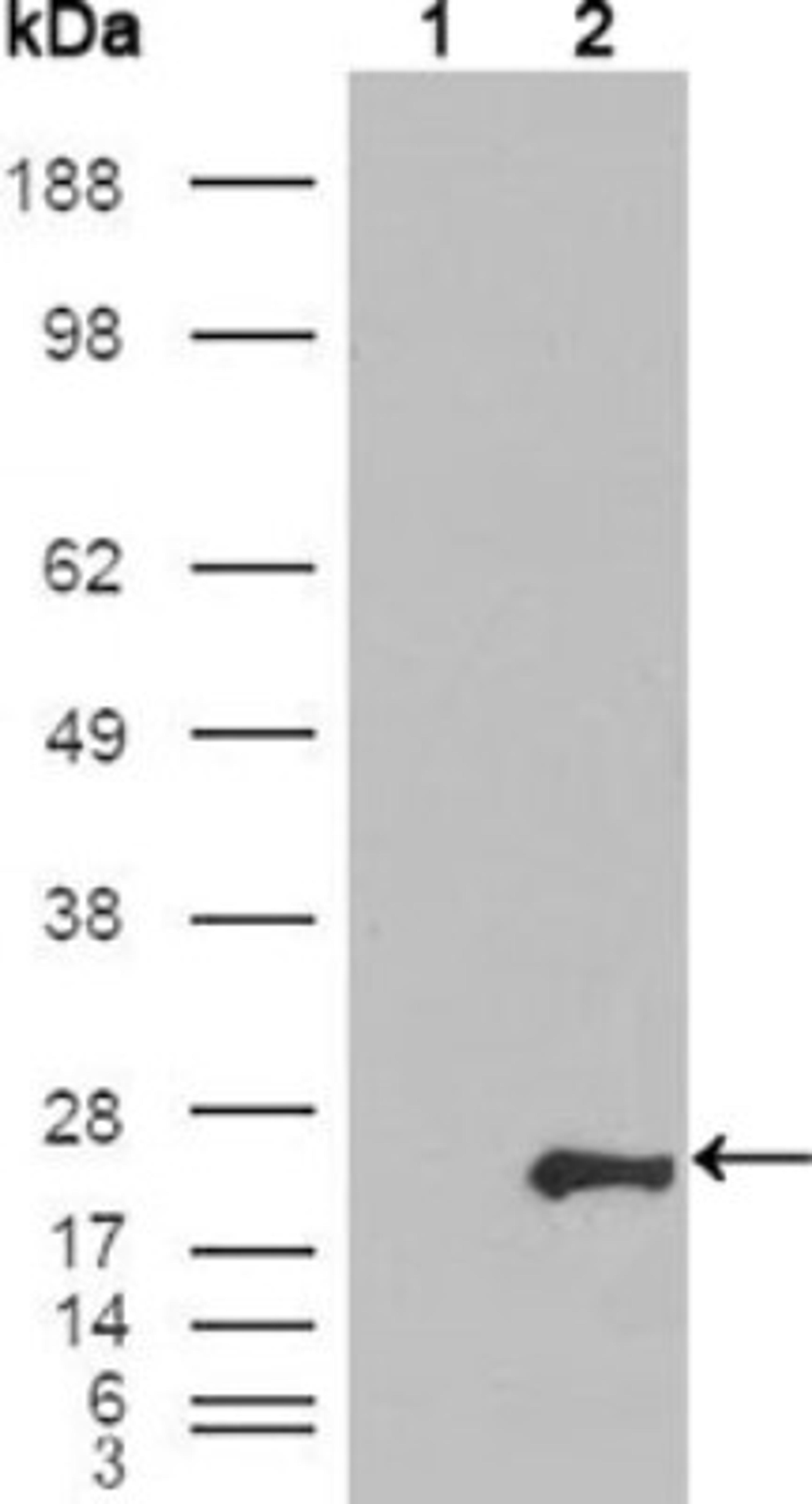 Western Blot: Glutathione S-Transferase pi 1/GSTP1 Antibody (3F2C2) [NB110-60512] - Analysis using GSTP1 mouse mAb against HEK293T cells transfected with the pCMV6-ENTRY control (1) and pCMV6-ENTRY GSTP1 cDNA (2).