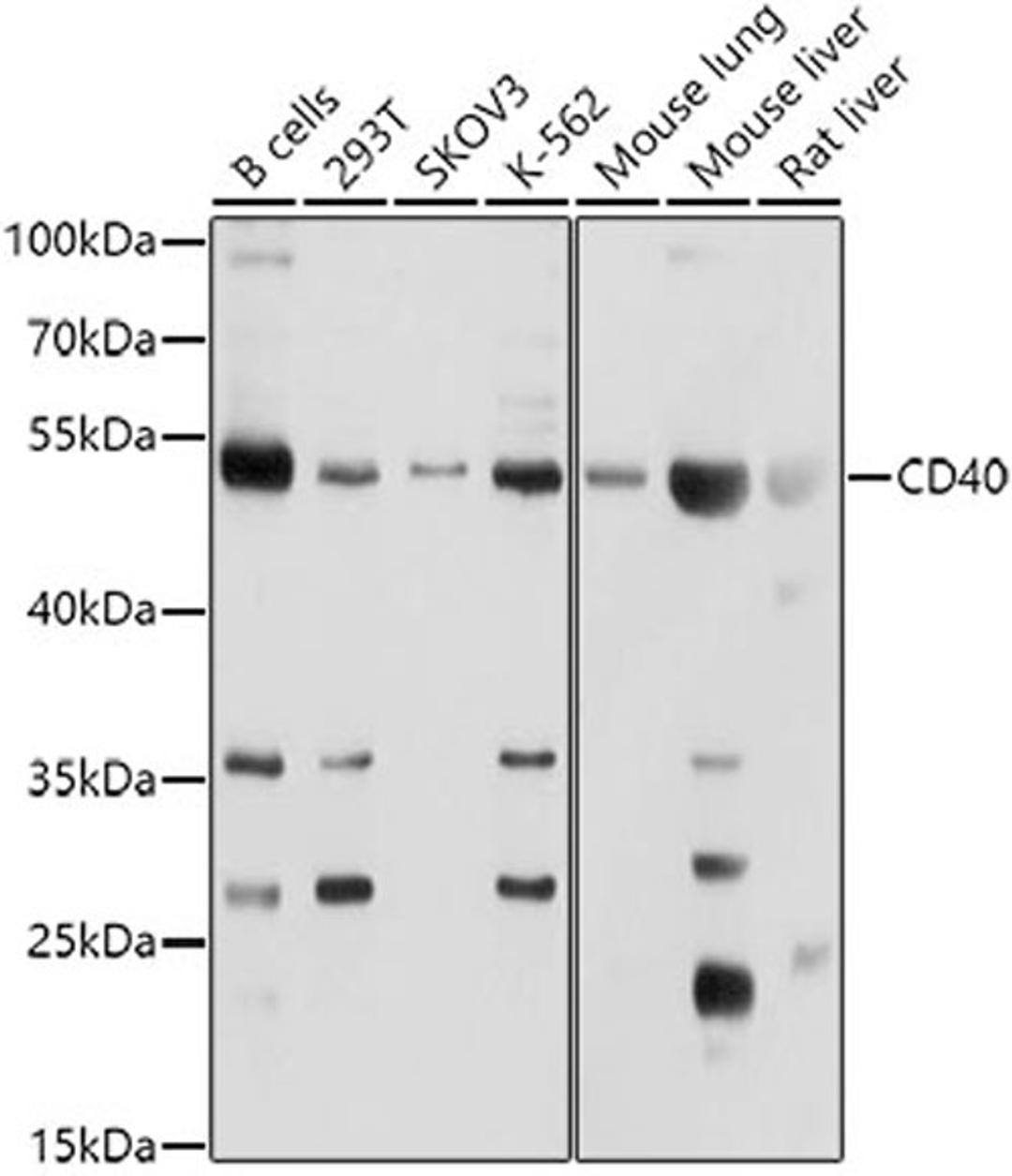 Western blot - CD40 Antibody (A0218)