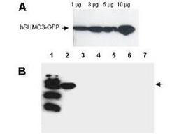 Western blot analysis of Lanes: 1. MW marker, 2. GFP-human SUMO-3, 3. GFP-human SUMO-1, 4. GFP-yeast SUMO, 5. GFP-Arabidopsis thaliana, SUMO-1, 6. GFP- Arabidopsis thaliana SUMO-2, 7. GFP-tomato SUMO using SUMO-3 antibody