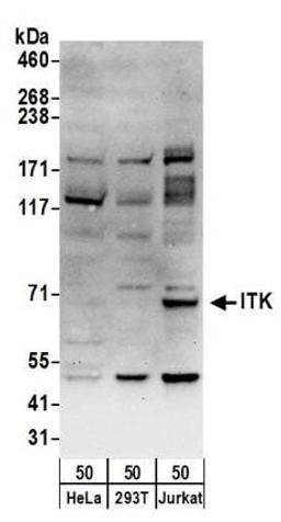 Detection of human ITK by western blot.