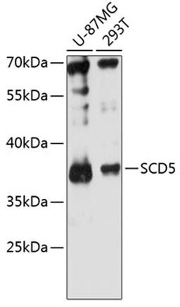 Western blot - SCD5 antibody (A13127)