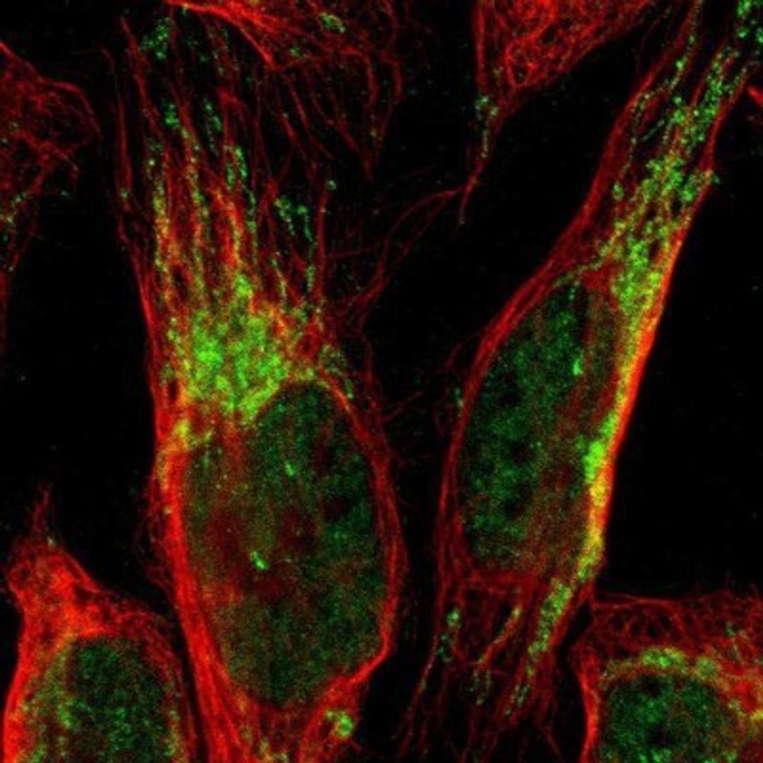 Immunocytochemistry/Immunofluorescence: CCDC51 Antibody [NBP1-82303] - Staining of human cell line U-2 OS shows positivity in nucleus but not nucleoli & mitochondria.