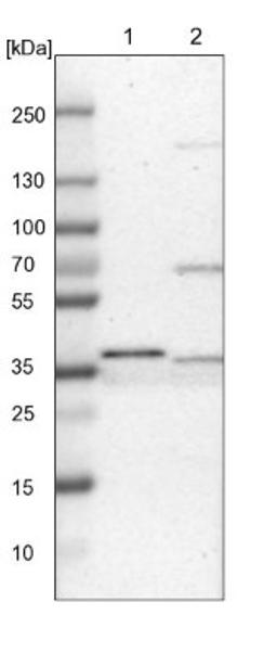 Western Blot: CRYZ Antibody [NBP1-89533] - Lane 1: NIH-3T3 cell lysate (Mouse embryonic fibroblast cells)<br/>Lane 2: NBT-II cell lysate (Rat Wistar bladder tumour cells)