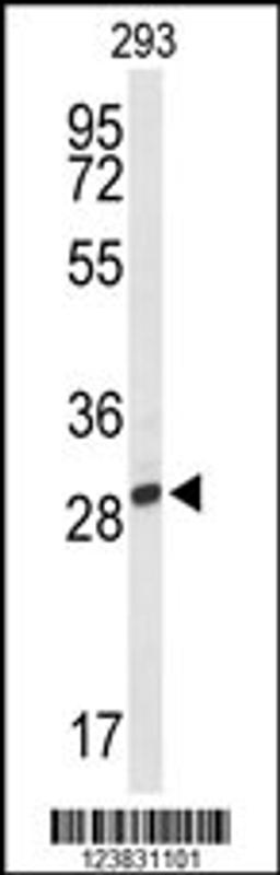 Western blot analysis of PNPO Antibody in 293 cell line lysates (35ug/lane)