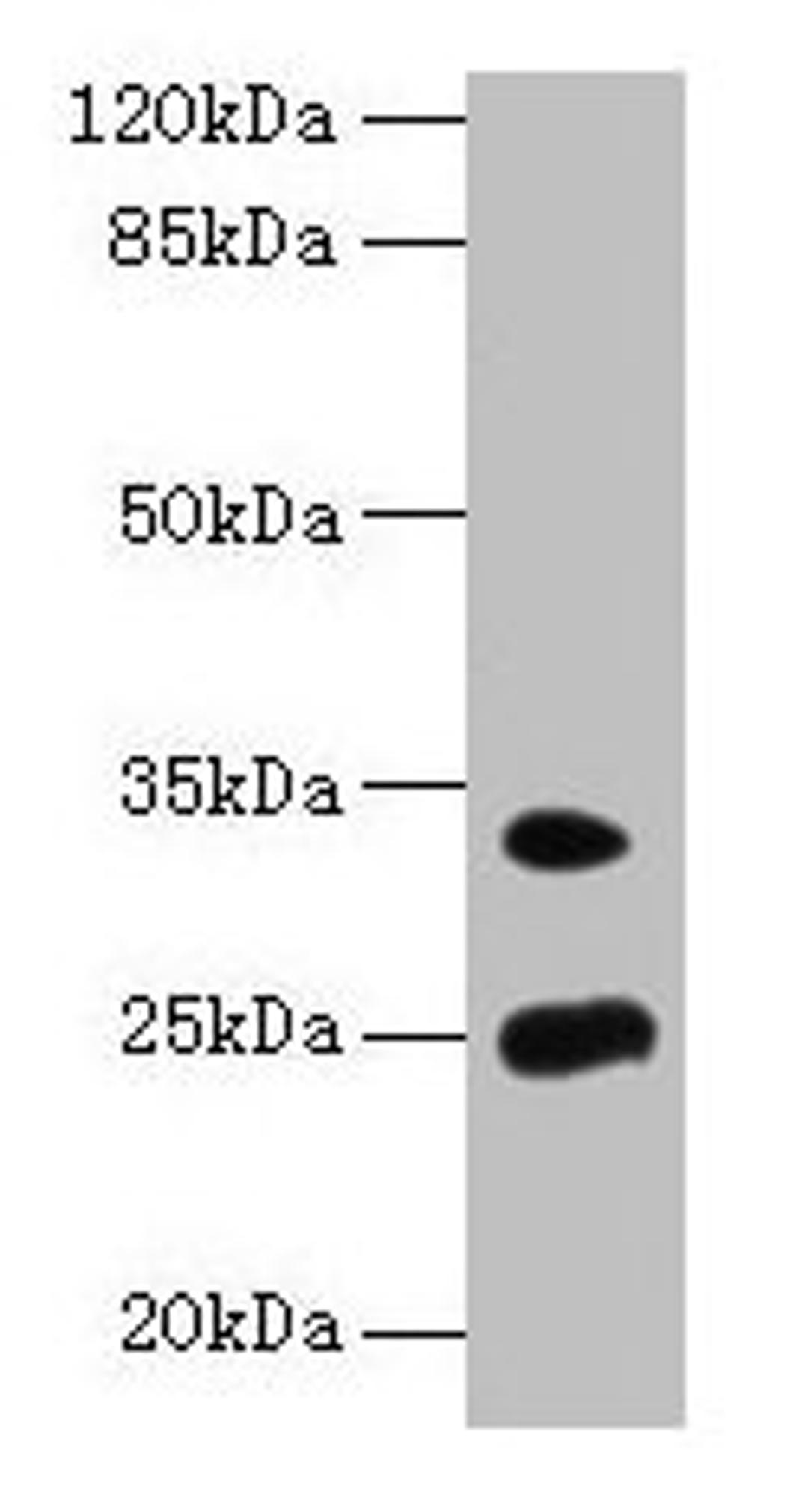 Western blot. All lanes: MREG antibody at 8µg/ml + Mouse stomach tissue. Secondary. Goat polyclonal to rabbit IgG at 1/10000 dilution. Predicted band size: 25, 27 kDa. Observed band size: 25, 33 kDa