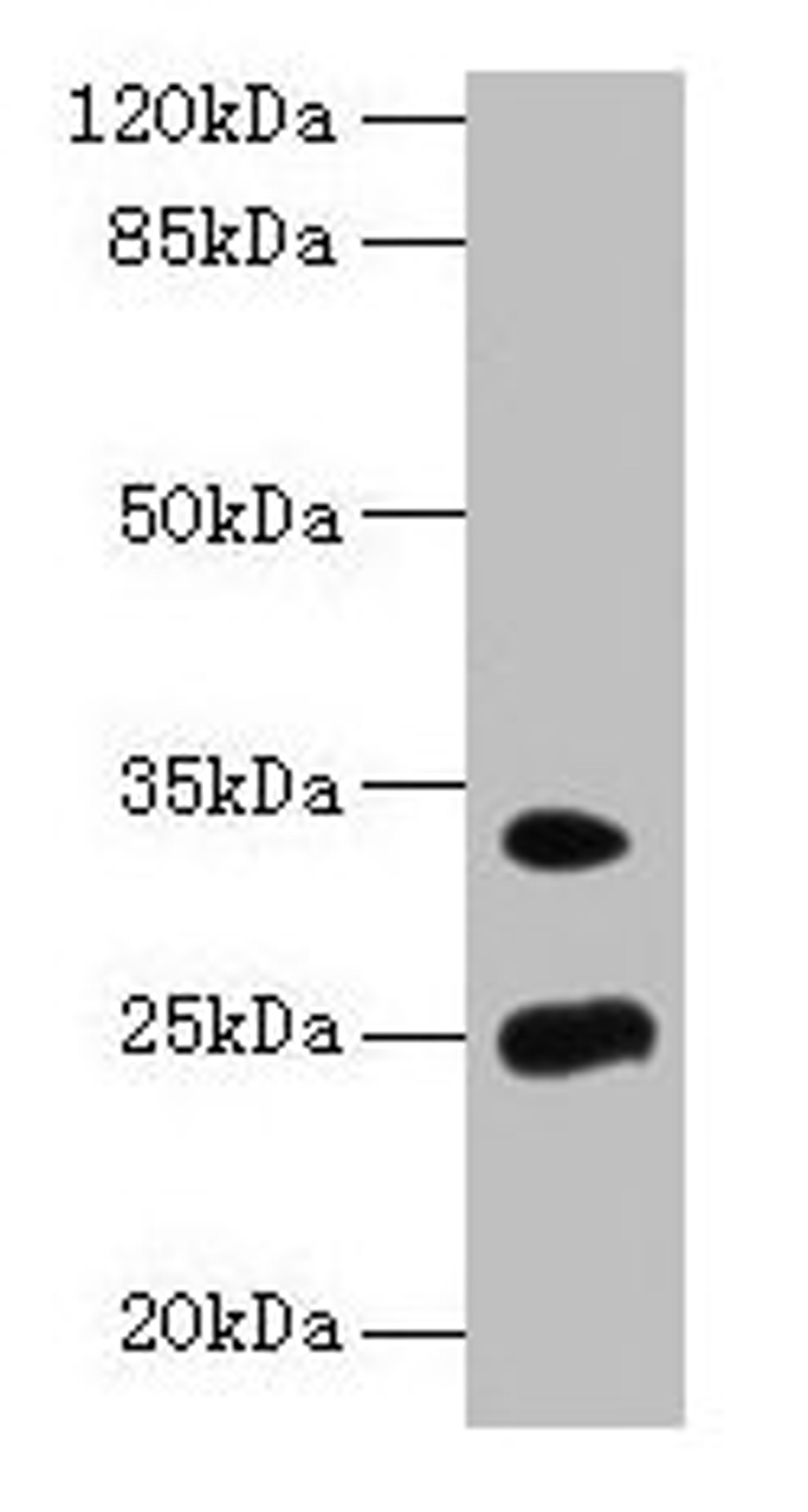 Western blot. All lanes: MREG antibody at 8µg/ml + Mouse stomach tissue. Secondary. Goat polyclonal to rabbit IgG at 1/10000 dilution. Predicted band size: 25, 27 kDa. Observed band size: 25, 33 kDa