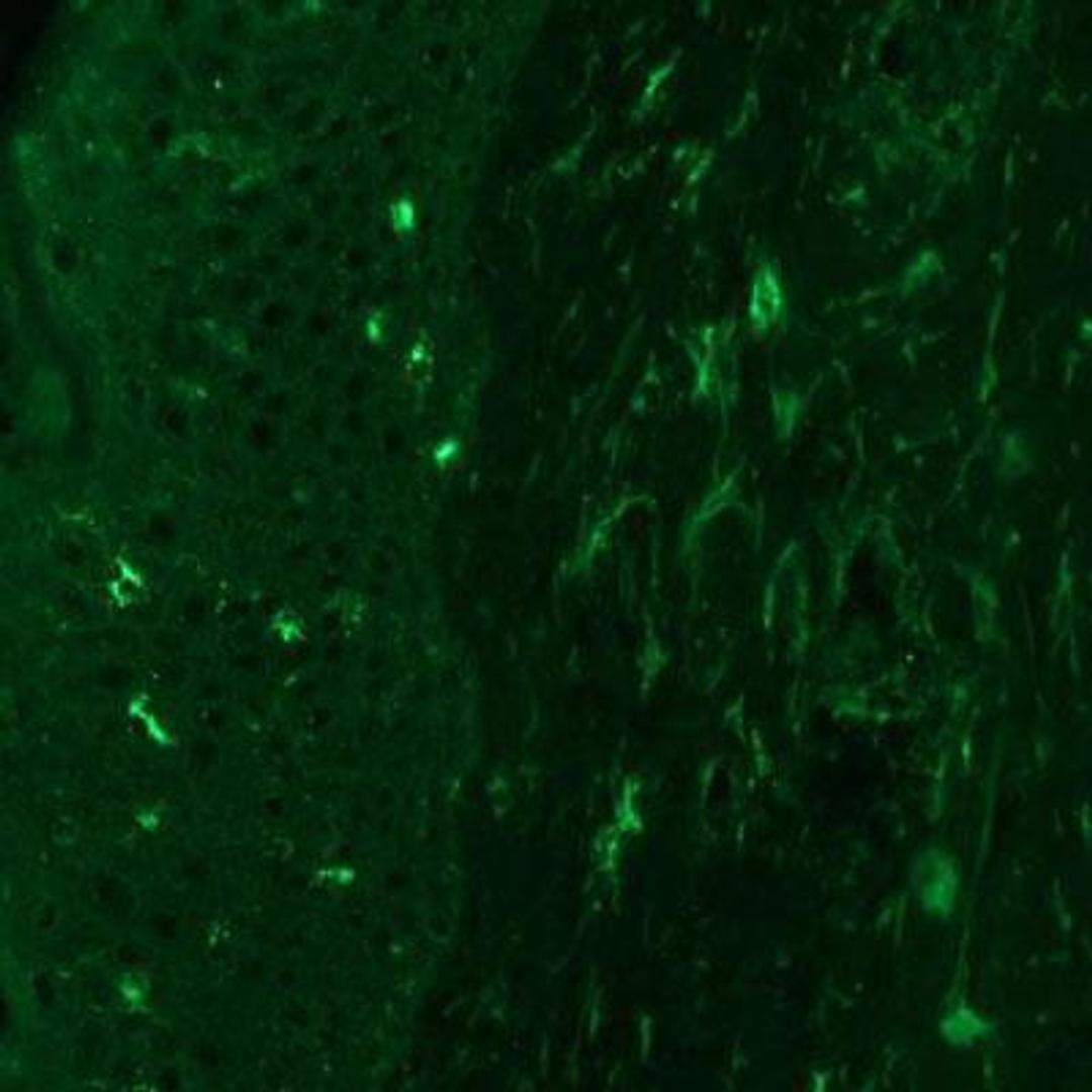 Immunocytochemistry/ Immunofluorescence: Angiopoietin-2 Antibody (MM0020-1F29) [NB110-85467] - Staining of frozen human skin sections using Angiopoietin 2 antibody at 1:25 dilution. Image provided via product review by verified customer.