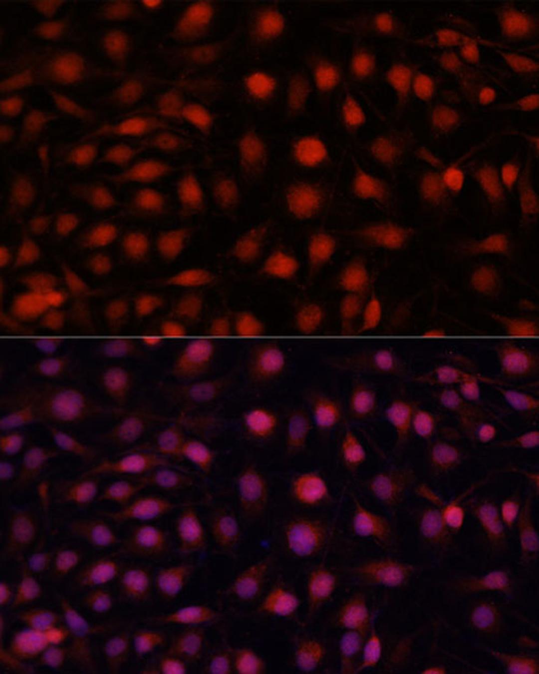 Immunofluorescence - NOS3 antibody (A15075)