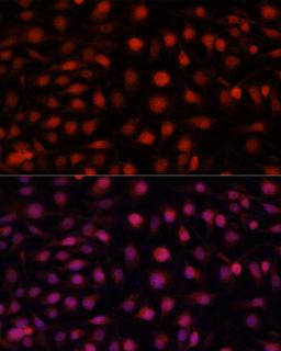 Immunofluorescence - NOS3 antibody (A15075)