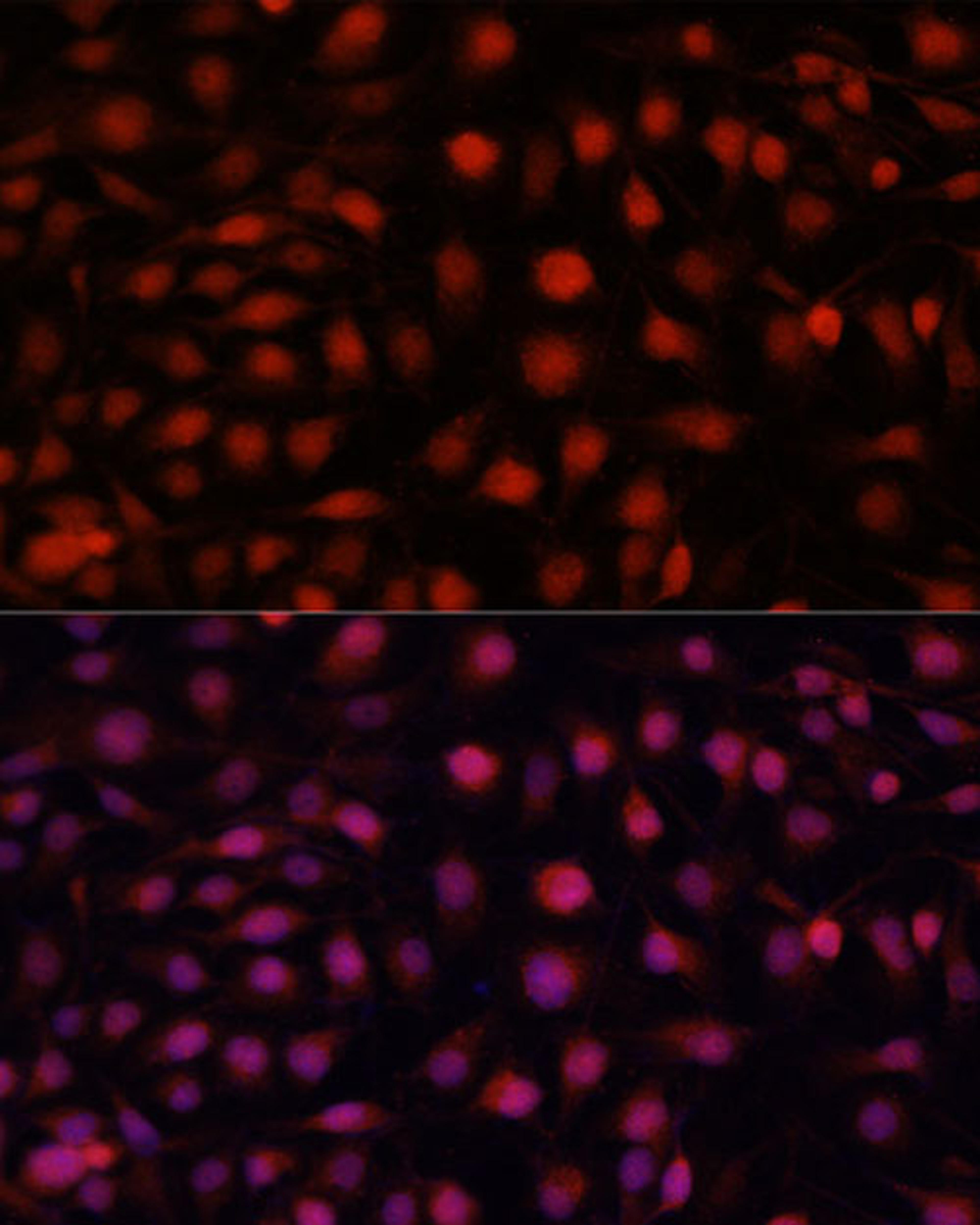 Immunofluorescence - NOS3 antibody (A15075)