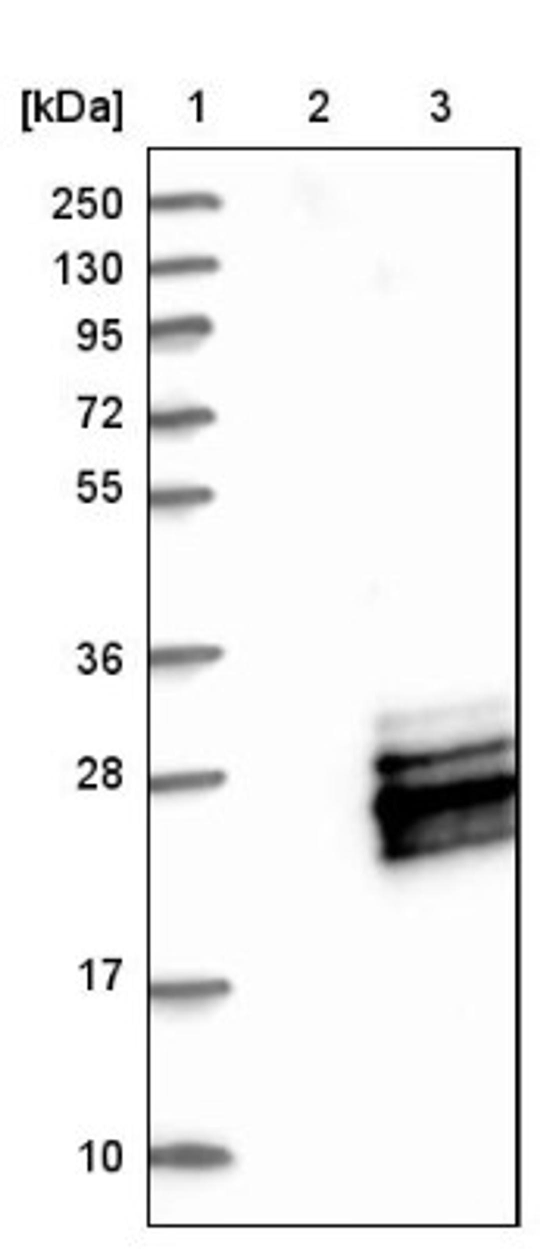 Western Blot: MRI/modulator of retrovirus infection homolog Antibody [NBP1-82120] - Lane 1: Marker [kDa] 250, 130, 95, 72, 55, 36, 28, 17, 10<br/>Lane 2: Negative control (vector only transfected HEK293T lysate)<br/>Lane 3: Over-expression lysate (Co-expressed with a C-terminal myc-DDK tag (~3.1 kDa) in mammalian HEK293T cells, LY411410)