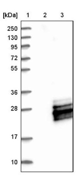 Western Blot: MRI/modulator of retrovirus infection homolog Antibody [NBP1-82120] - Lane 1: Marker [kDa] 250, 130, 95, 72, 55, 36, 28, 17, 10<br/>Lane 2: Negative control (vector only transfected HEK293T lysate)<br/>Lane 3: Over-expression lysate (Co-expressed with a C-terminal myc-DDK tag (~3.1 kDa) in mammalian HEK293T cells, LY411410)