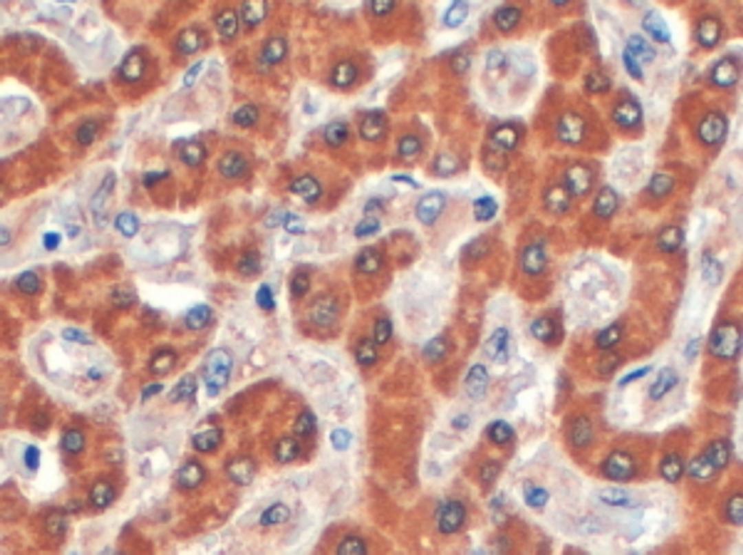 46-460 (4ug/ml) staining of paraffin embedded Human Liver. Steamed antigen retrieval with citrate buffer pH 6, HRP-staining.