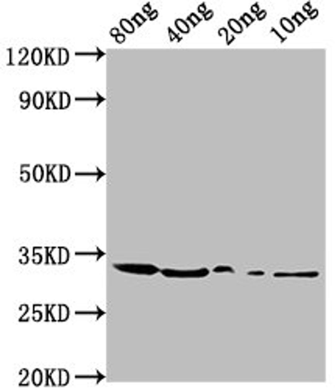 Western Blot. Positive WB detected in Recombinant protein. All lanes: benC antibody at 1:2000. Secondary. Goat polyclonal to rabbit IgG at 1/50000 dilution. Predicted band size: 33 kDa. Observed band size: 33 kDa.