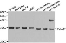 Western blot analysis of extracts of various cell lines using TOLLIP antibody