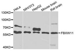 Western blot analysis of extracts of various cells using FBXW11 antibody