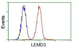 Flow Cytometry: LEMD3 Antibody (6C10) [NBP2-02211] - Analysis of Hela cells, using anti-LEMD3 antibody, (Red) compared to a nonspecific negative control antibody (Blue).