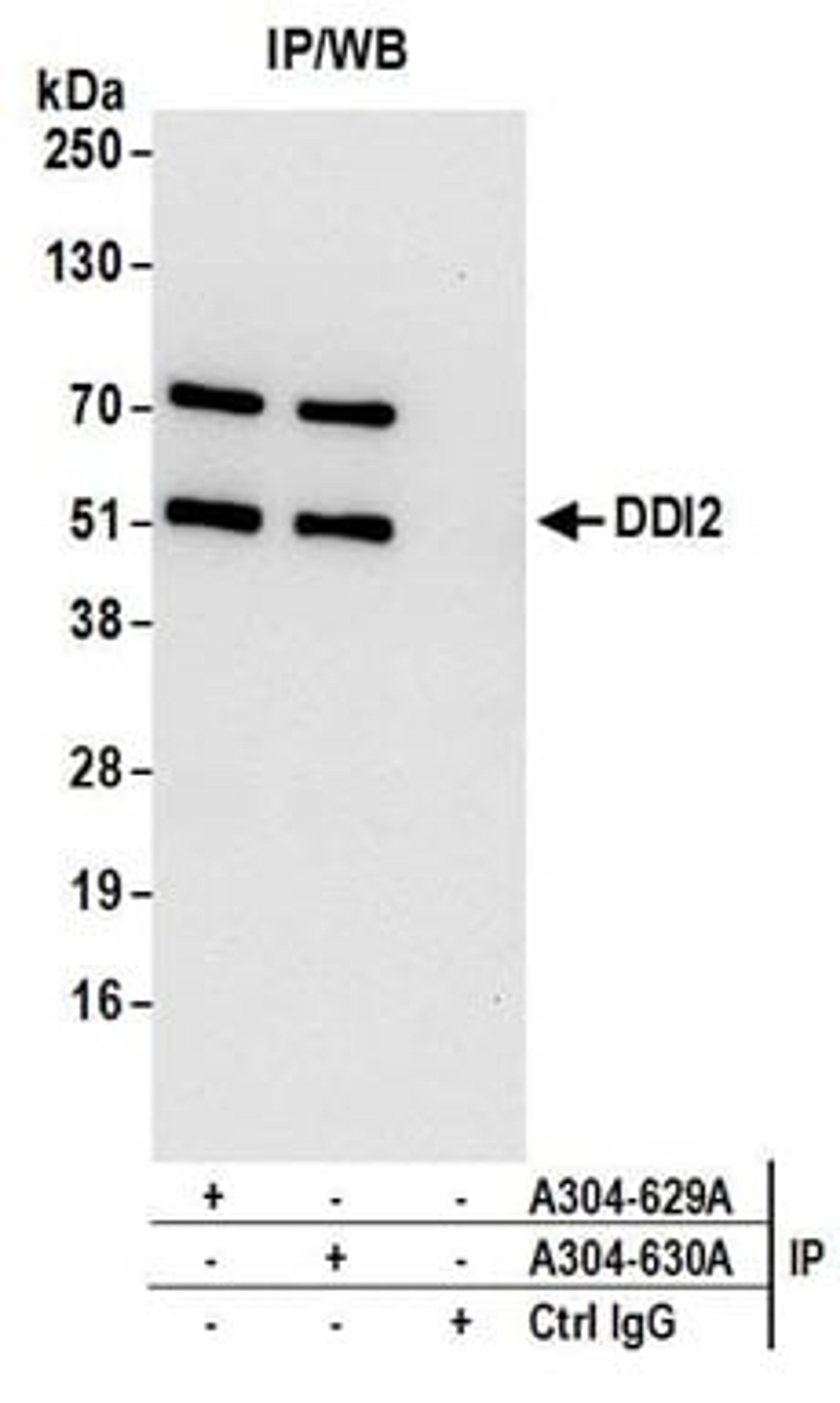 Detection of human DDI2 by western blot of immunoprecipitates.