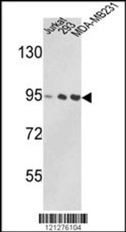 Western blot analysis of VCP Antibody in Jurkat, 293, MDA-MB231 cell line lysates (35ug/lane)