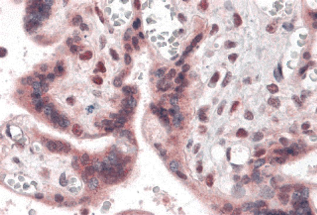 Immunohistochemistry of IRF2BP2 in human placenta with IRF2BP2 antibody at 5 μg/mL.