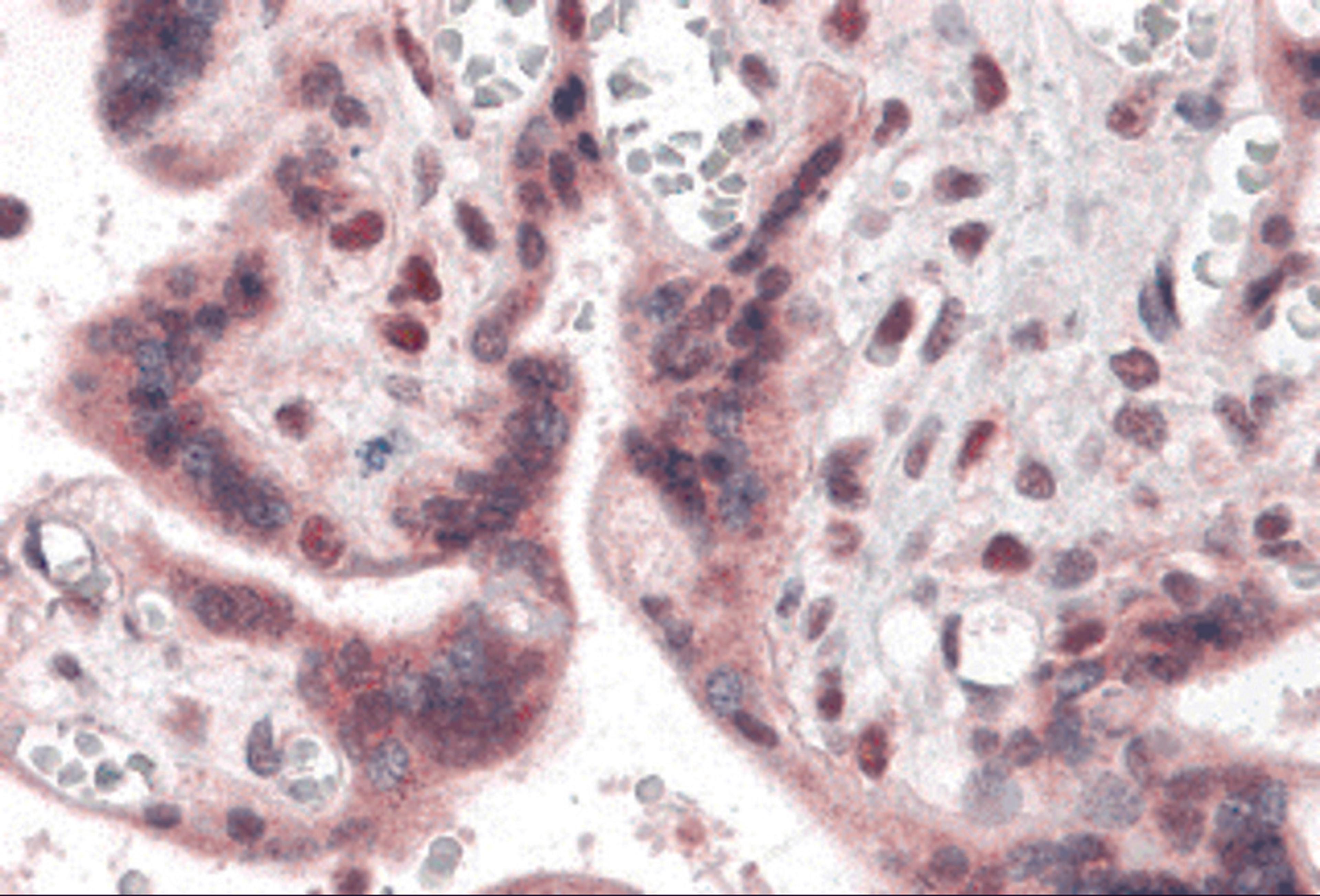 Immunohistochemistry of IRF2BP2 in human placenta with IRF2BP2 antibody at 5 μg/mL.