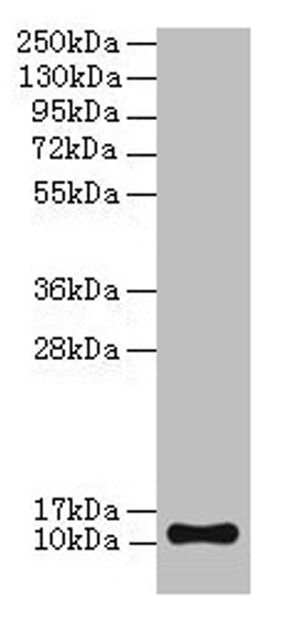 Western blot. All lanes: TMEM141 antibody at 2µg/ml + Hela whole cell lysate. Secondary. Goat polyclonal to rabbit IgG at 1/10000 dilution. Predicted band size: 12 kDa. Observed band size: 12 kDa