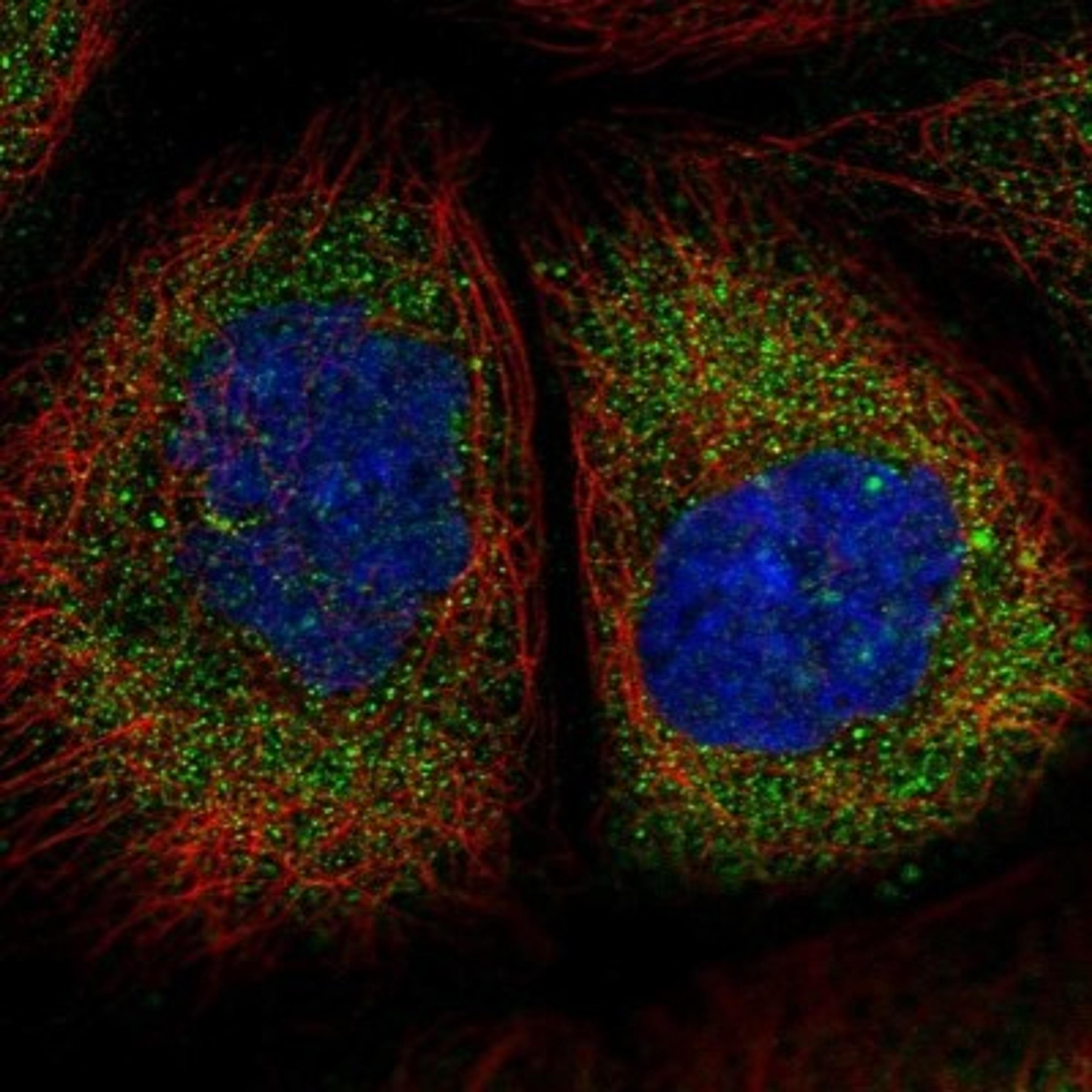 Immunocytochemistry/Immunofluorescence: TMEM134 Antibody [NBP1-82136] - Staining of human cell line A-431 shows positivity in cytoplasm.