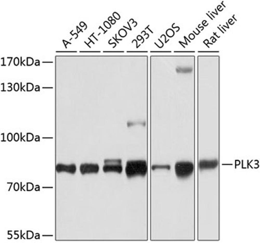 Western blot - PLK3 antibody (A8674)