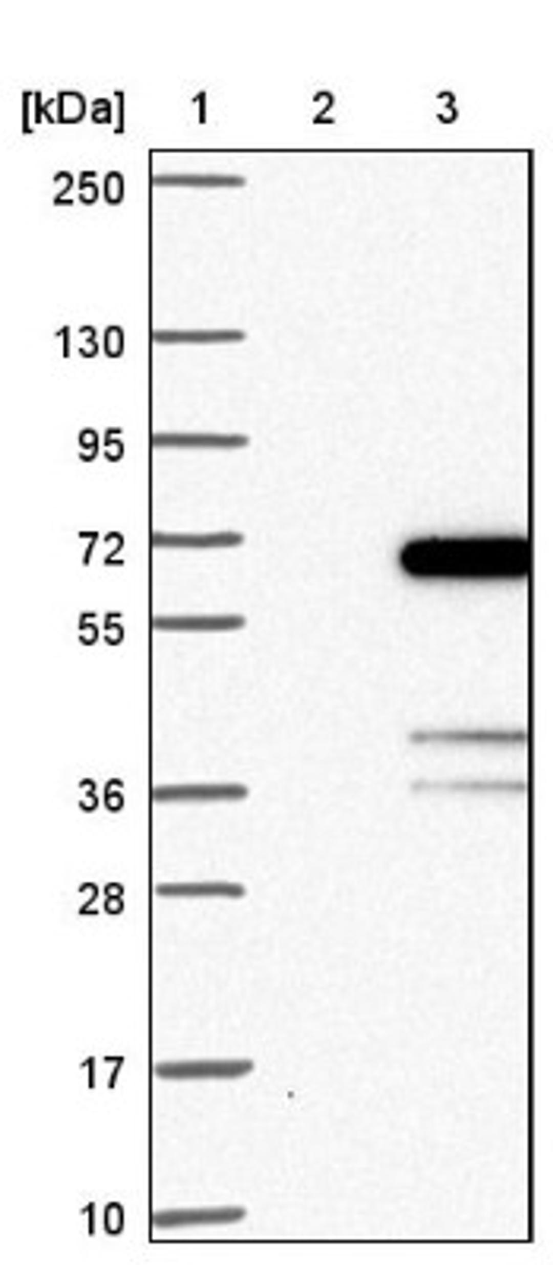 Western Blot: GDAP2 Antibody [NBP1-91932] - Lane 1: Marker [kDa] 250, 130, 95, 72, 55, 36, 28, 17, 10<br/>Lane 2: Negative control (vector only transfected HEK293T lysate)<br/>Lane 3: Over-expression lysate (Co-expressed with a C-terminal myc-DDK tag (~3.1 kDa) in mammalian HEK293T cells, LY413601)