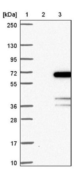 Western Blot: GDAP2 Antibody [NBP1-91932] - Lane 1: Marker [kDa] 250, 130, 95, 72, 55, 36, 28, 17, 10<br/>Lane 2: Negative control (vector only transfected HEK293T lysate)<br/>Lane 3: Over-expression lysate (Co-expressed with a C-terminal myc-DDK tag (~3.1 kDa) in mammalian HEK293T cells, LY413601)