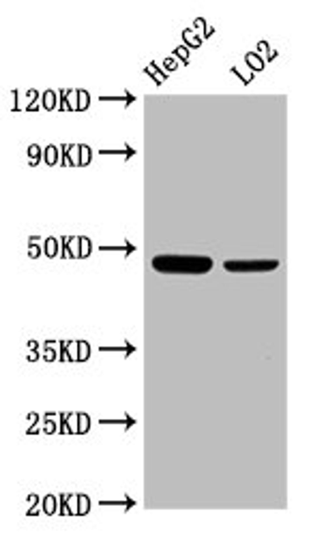 Western Blot. Positive WB detected in: HepG2 whole cell lysate, LO2 whole cell lysate. All lanes: SMAD7 antibody at 2.3µg/ml. Secondary. Goat polyclonal to rabbit IgG at 1/50000 dilution. Predicted band size: 47, 24 kDa. Observed band size: 47 kDa
