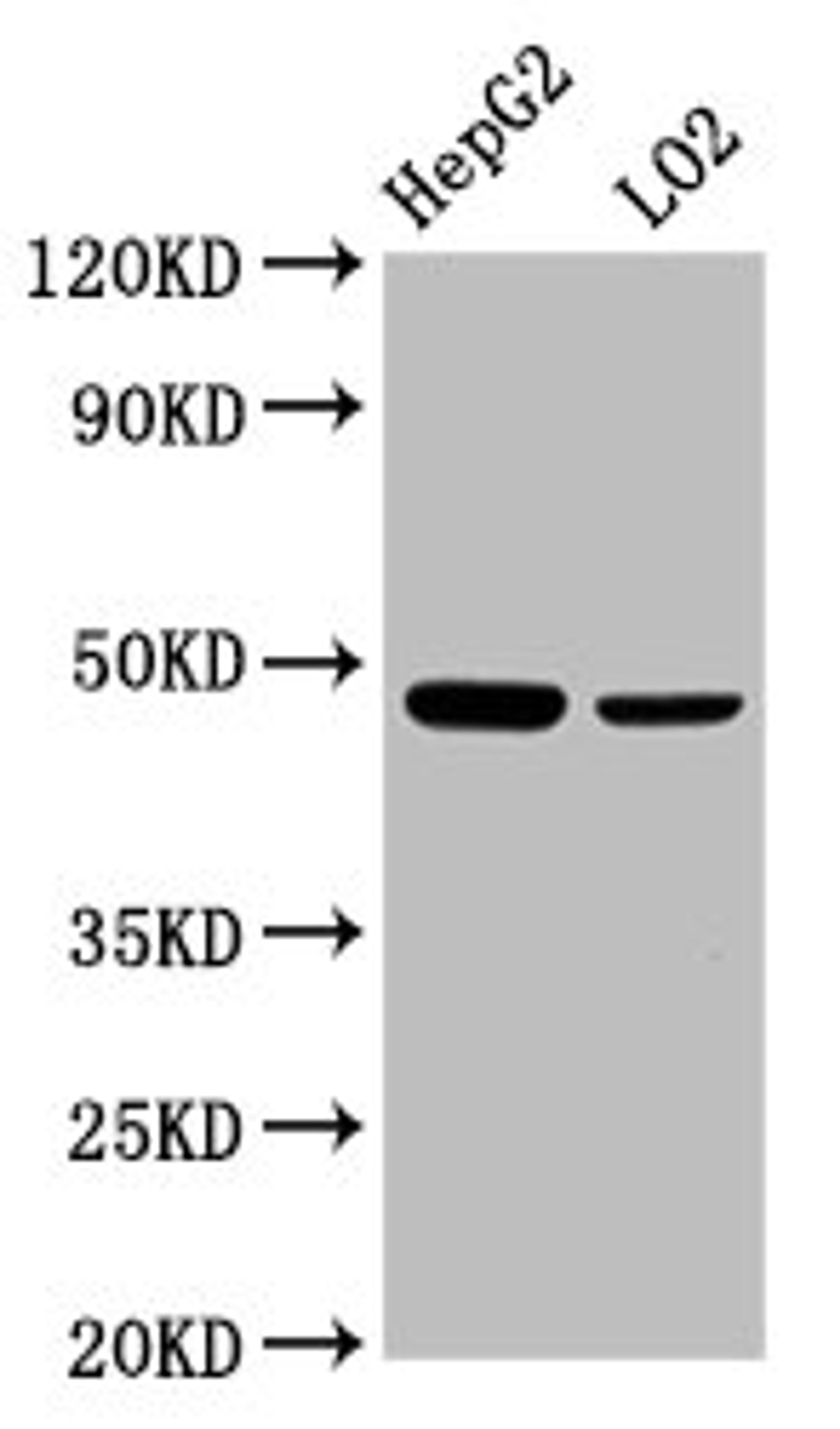 Western Blot. Positive WB detected in: HepG2 whole cell lysate, LO2 whole cell lysate. All lanes: SMAD7 antibody at 2.3µg/ml. Secondary. Goat polyclonal to rabbit IgG at 1/50000 dilution. Predicted band size: 47, 24 kDa. Observed band size: 47 kDa