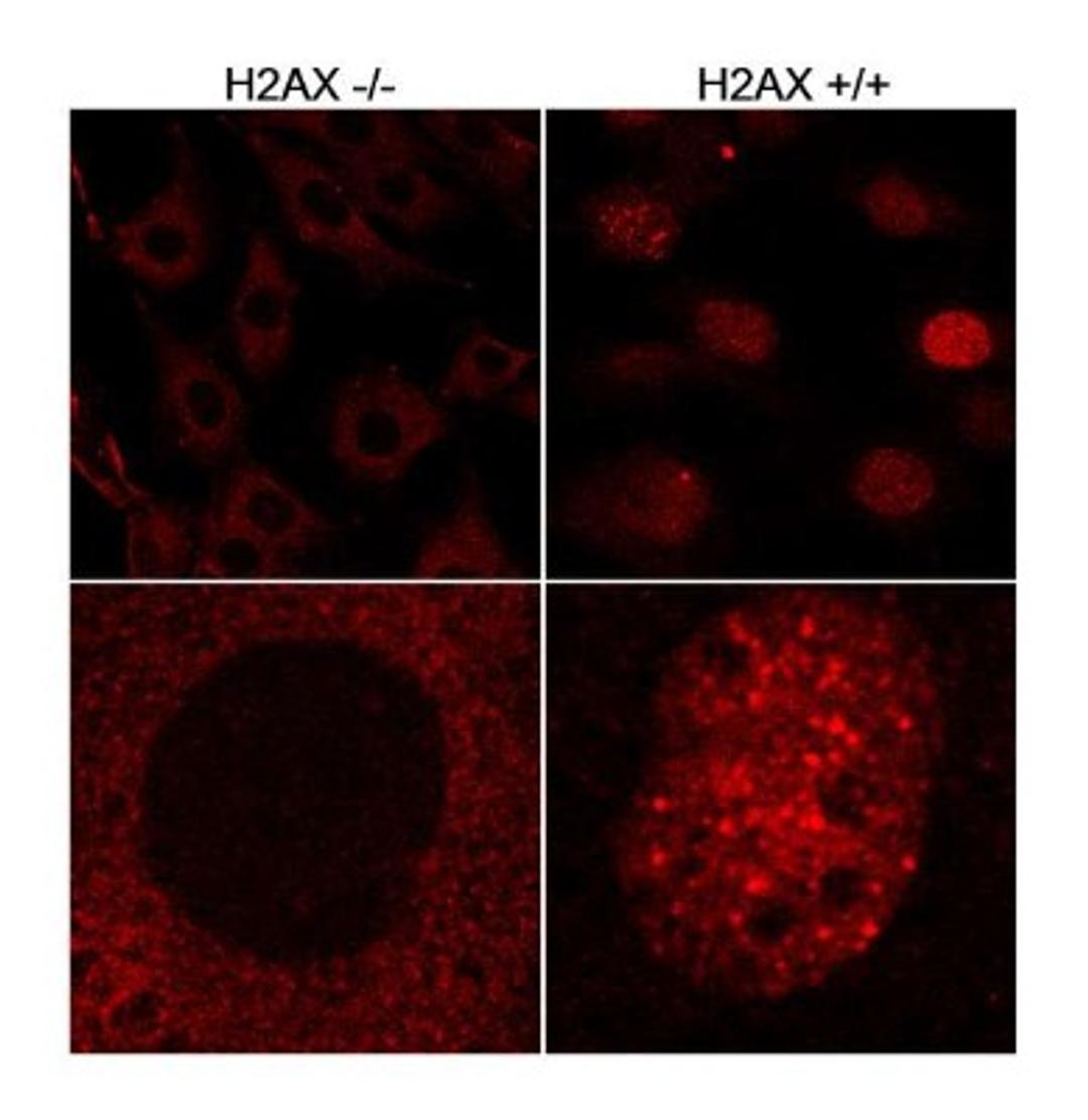 Immunocytochemistry/Immunofluorescence: H2AX Antibody [NB100-638] - Asynchronous wild-type (+/+) and H2AX knockout (-/-) mouse embryonic fibroblasts.  Antibody used at 2 ug/ml.