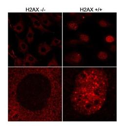 Immunocytochemistry/Immunofluorescence: H2AX Antibody [NB100-638] - Asynchronous wild-type (+/+) and H2AX knockout (-/-) mouse embryonic fibroblasts.  Antibody used at 2 ug/ml.