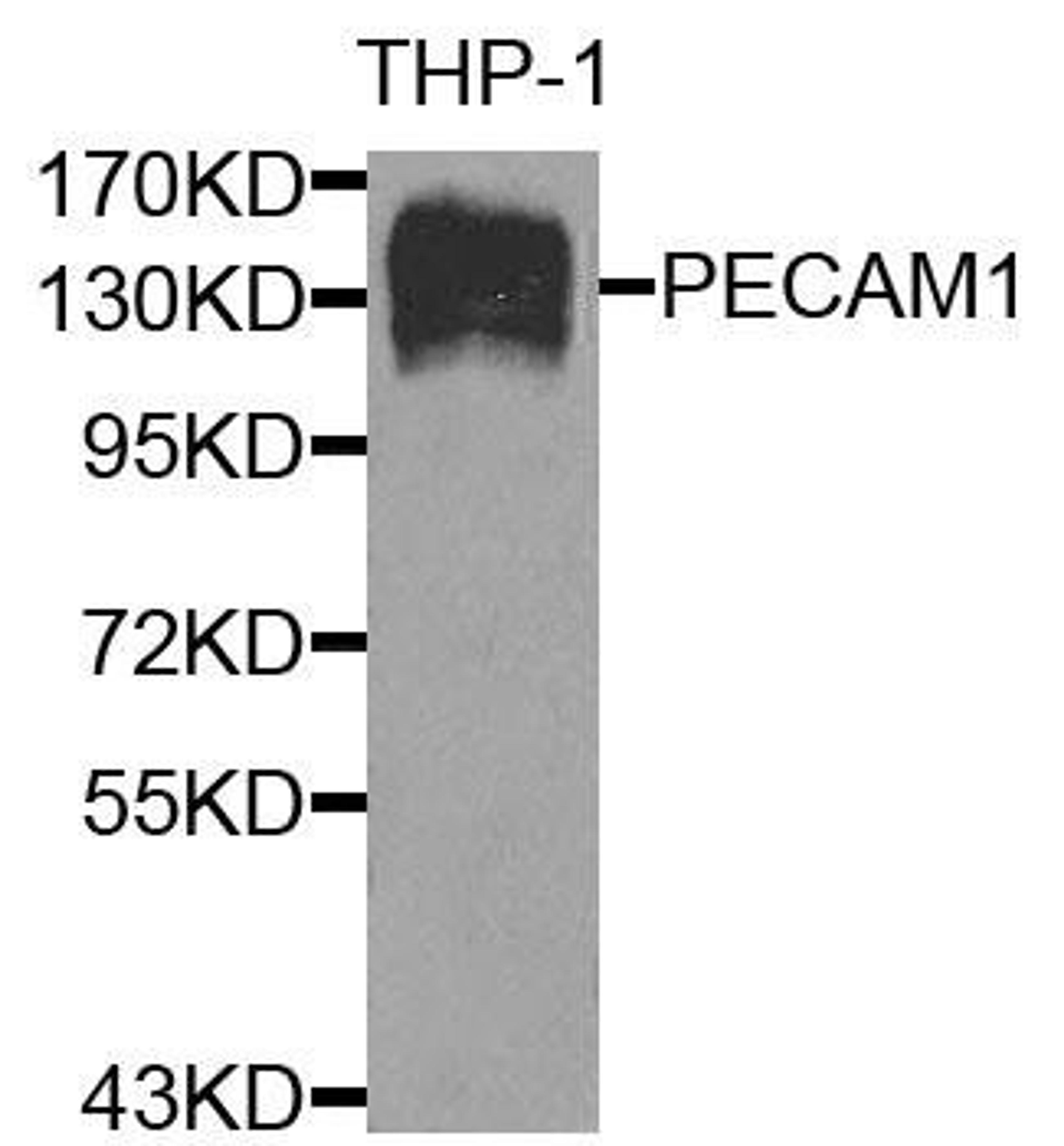 Western blot analysis of extracts of THP-1 cells using PECAM1 antibody