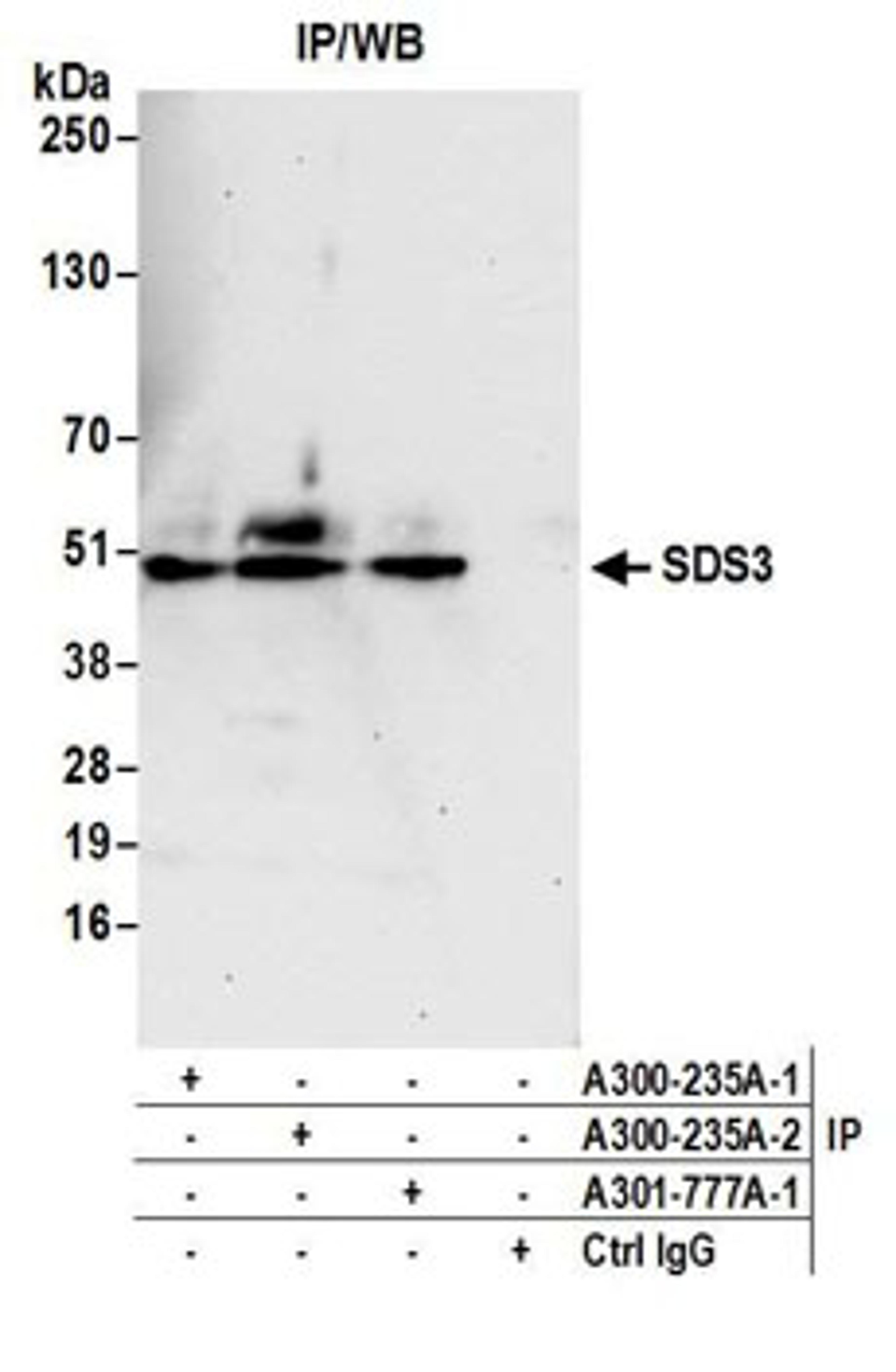 Detection of human SDS3 by western blot of immunoprecipitates.