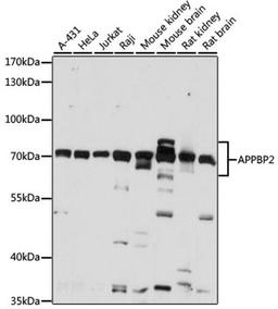 Western blot - APPBP2 antibody (A15781)