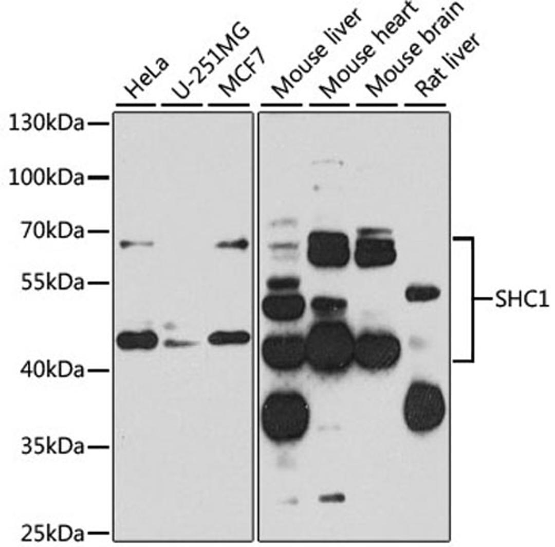 Western blot - SHC1 antibody (A7725)