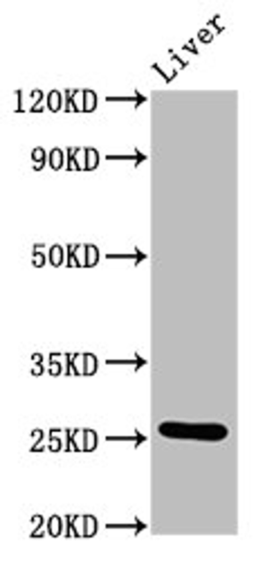 Western Blot. Positive WB detected in: Rat liver tissue. All lanes: Vegfa antibody at 4.8µg/ml. Secondary. Goat polyclonal to rabbit IgG at 1/50000 dilution. Predicted band size: 26, 23, 21, 18 kDa. Observed band size: 26 kDa