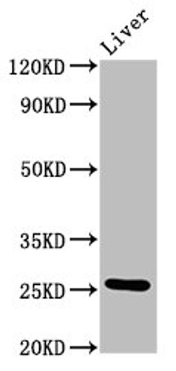 Western Blot. Positive WB detected in: Rat liver tissue. All lanes: Vegfa antibody at 4.8µg/ml. Secondary. Goat polyclonal to rabbit IgG at 1/50000 dilution. Predicted band size: 26, 23, 21, 18 kDa. Observed band size: 26 kDa