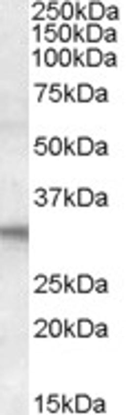 45-592 (1ug/ml) staining of Human Heart lysate (35ug protein in RIPA buffer). Primary incubation was 1 hour. Detected by chemiluminescence.