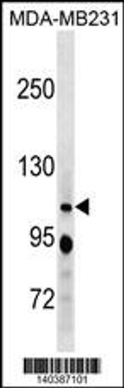 Western blot analysis in MDA-MB231 cell line lysates (35ug/lane).