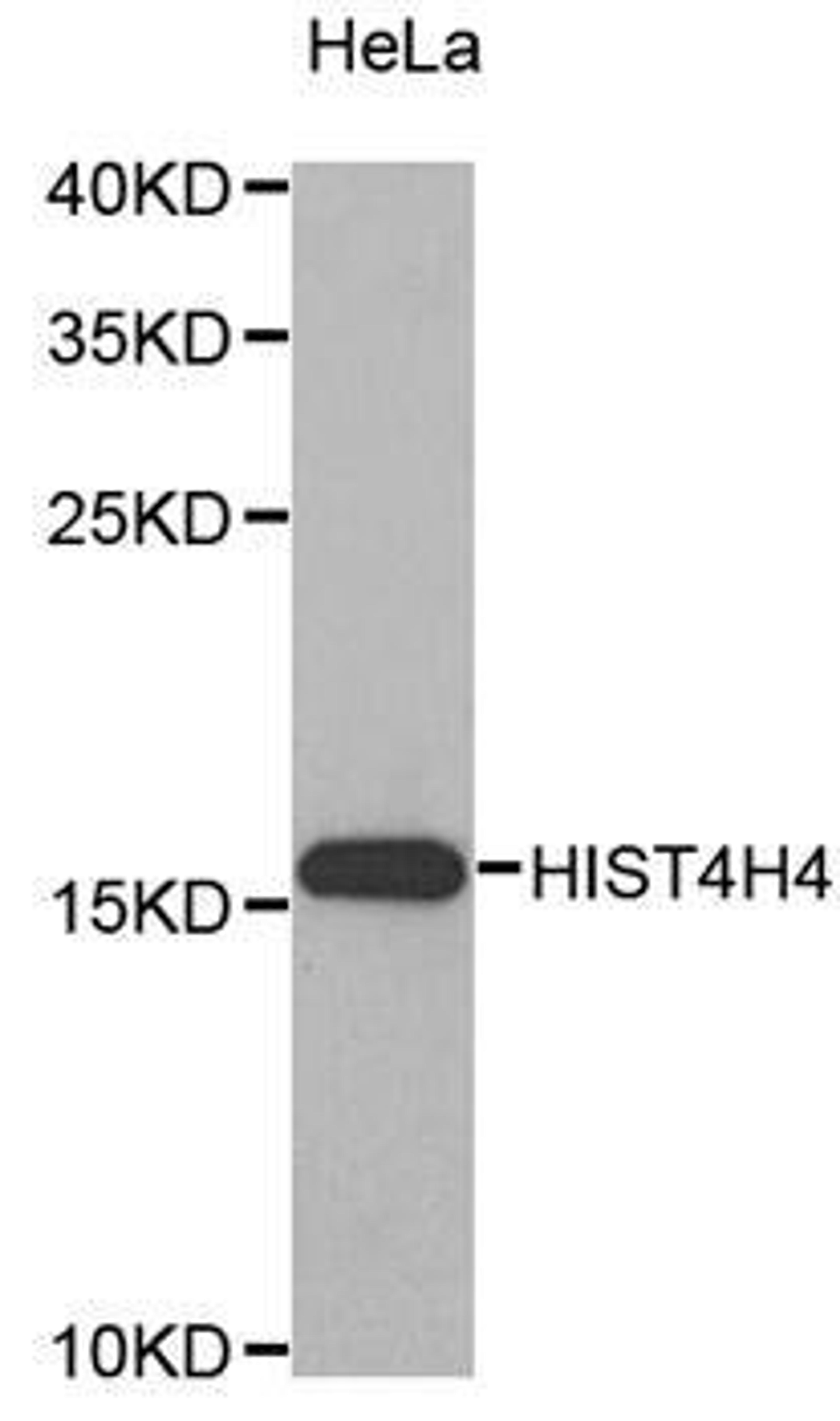 Western blot analysis of extracts of HeLa cell line using HIST4H4 antibody