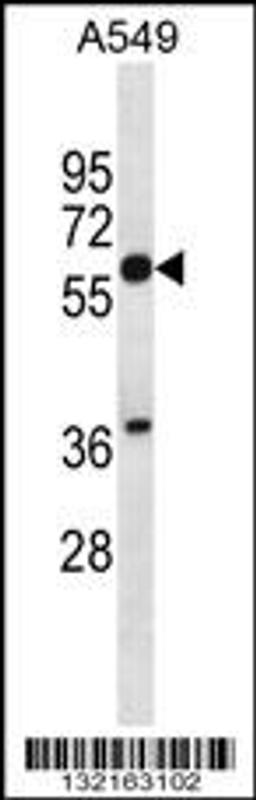 Western blot analysis in A549 cell line lysates (35ug/lane).